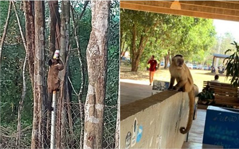 Vida Nova FM - Macacos são flagrados bebendo cerveja e fumando em