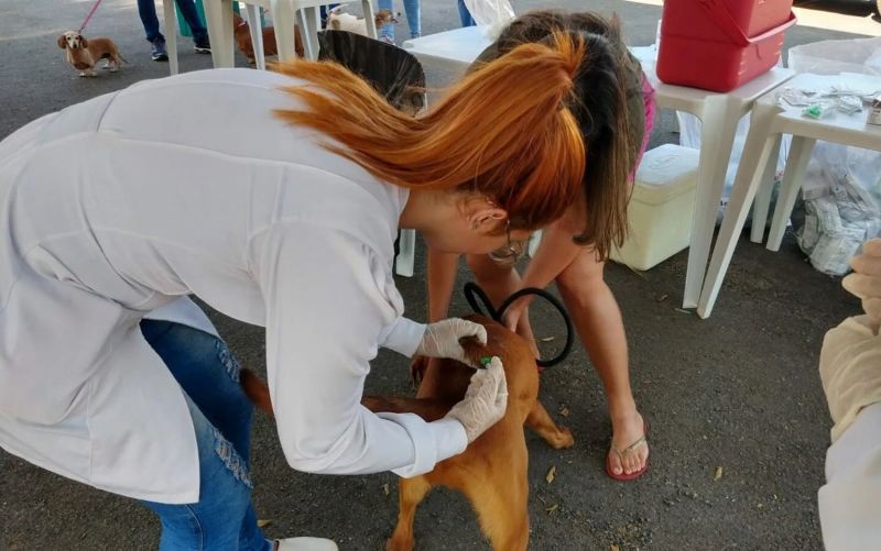 Pet influencer', cachorro goiano viraliza na web com vídeos engraçados, Goiás