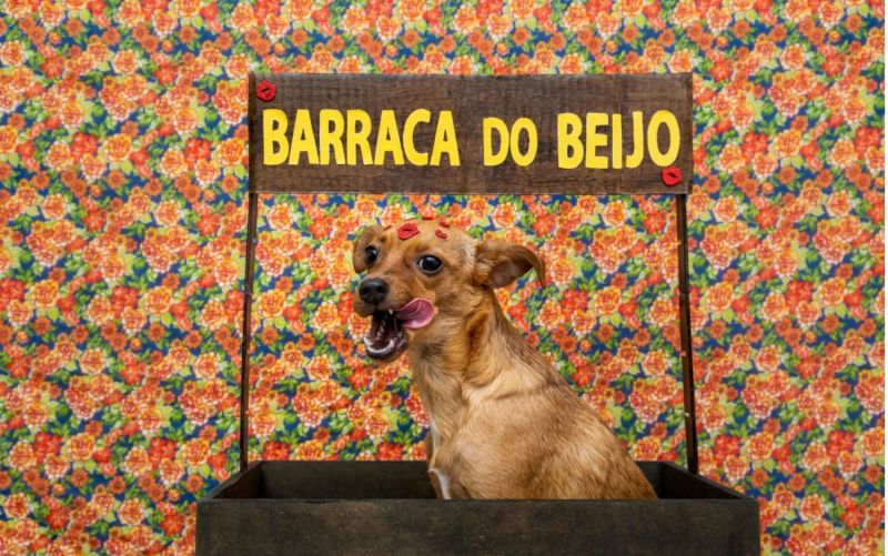 Pet influencer', cachorro goiano viraliza na web com vídeos engraçados, Goiás